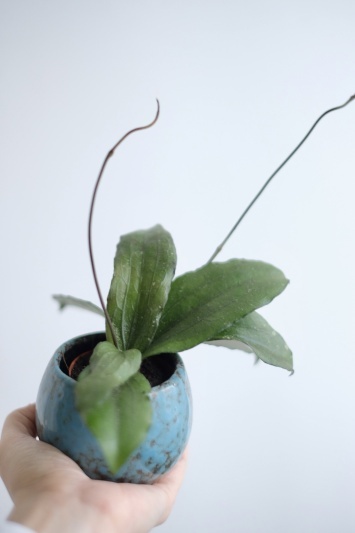 Hoya erythrina - Img 2