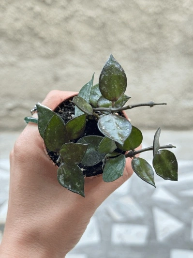 Hoya krohniana black leaves (babyplant)