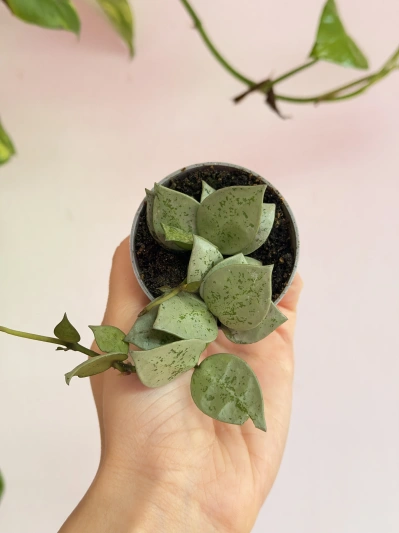 Hoya lacunosa Mint - Img 3