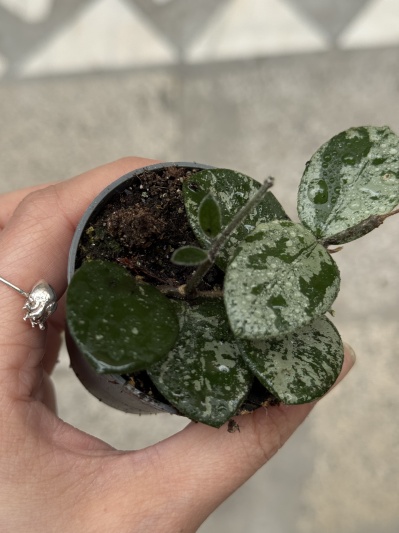 Hoya Mathilde Splash - Img 1