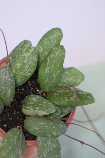 Hoya Sigillatis - Img 1