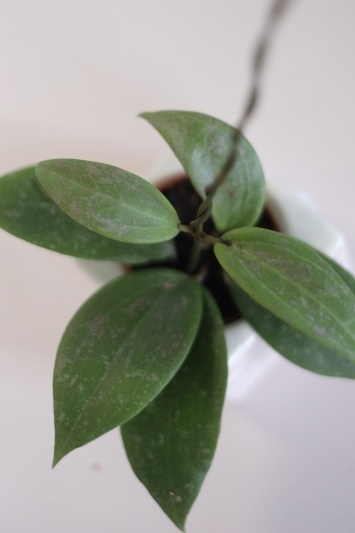 Hoya wibergiae - Img 3