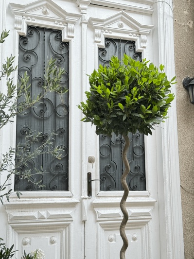 Laurus Nobilis - Img 6