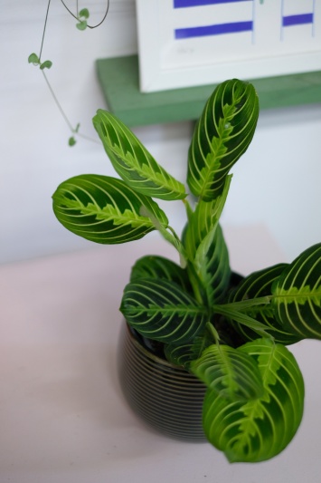 Maranta Lemon Lime - Img 4