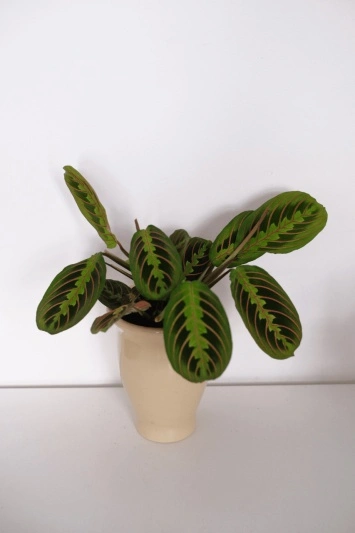 Maranta Leuconeura Tricolor