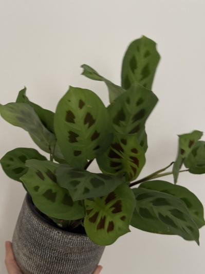 Maranta Leuconeura var. kerchoveana - Img 2