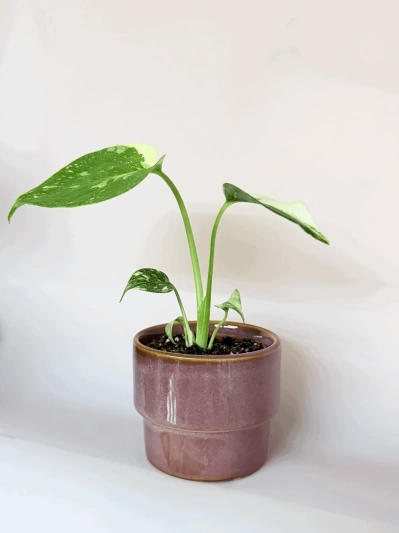 Monstera Thai Constellation (babyplant) - Img 5