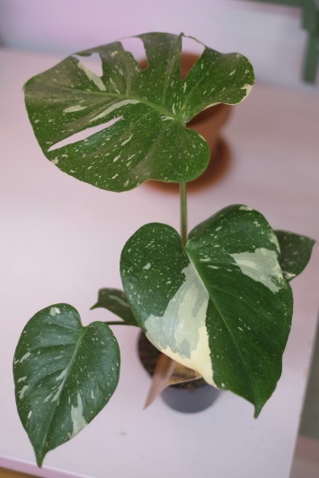 Monstera Thai Constellation - Img 1