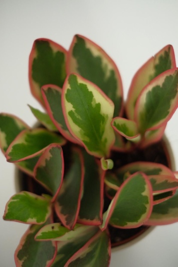 Peperomia Ginny - Img 5