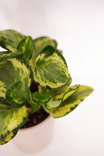 Peperomia Obtusifolia Variegata - Img 6