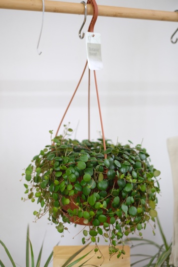 Peperomia Pepperspot