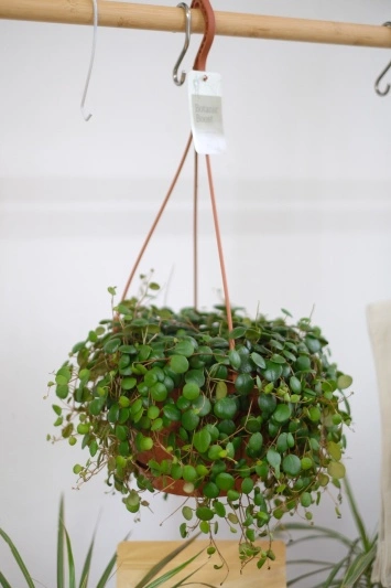 Peperomia Pepperspot