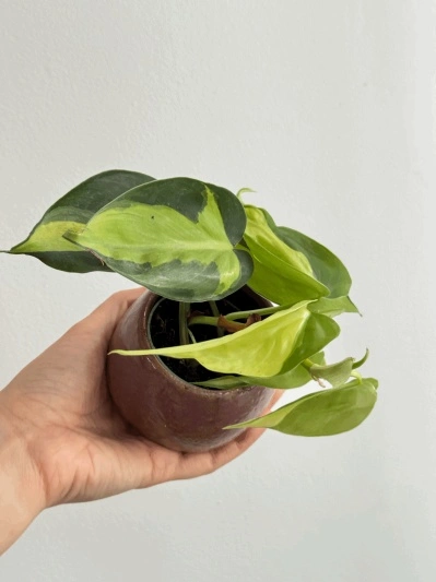Philodendron Brasil (babyplant) - Img 4