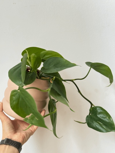 Philodendron Scandens - Img 1