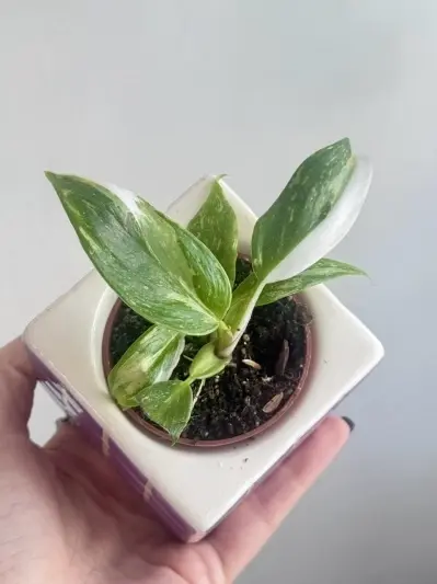 Philodendron White Princess