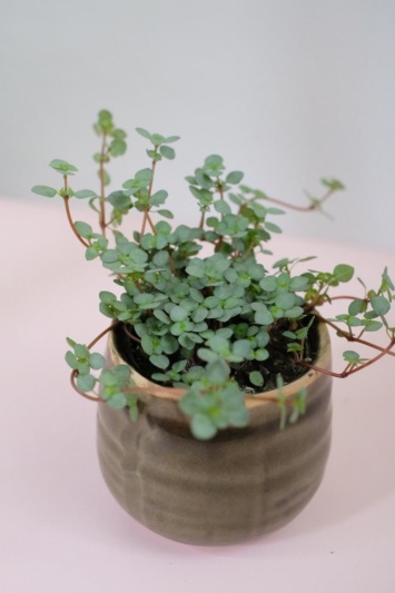Pilea glaucophylla Greyzy - Img 3