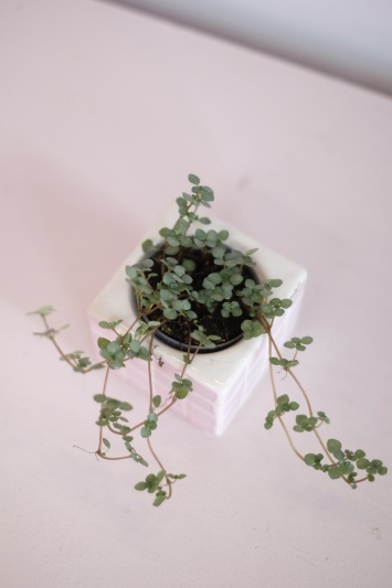 Pilea glaucophylla Greyzy