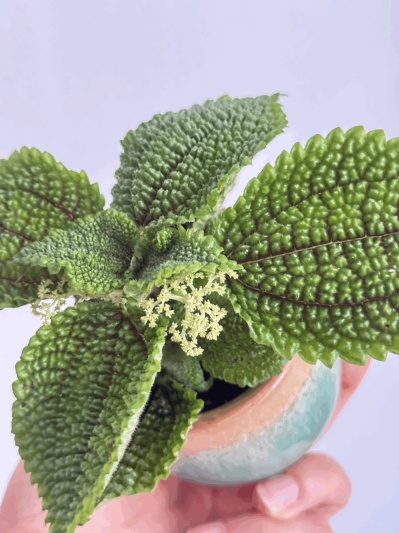 Pilea Moon Valley - Img 2