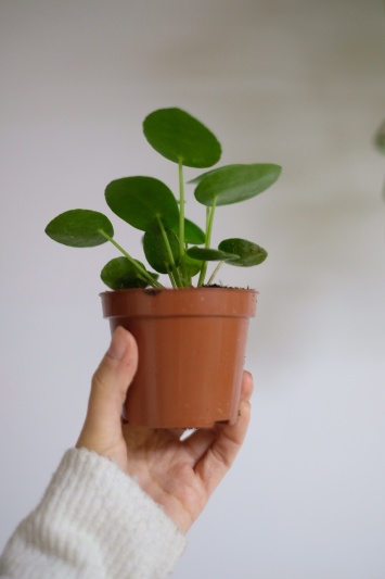 Pilea Peperomioides - baby plant - Img 3