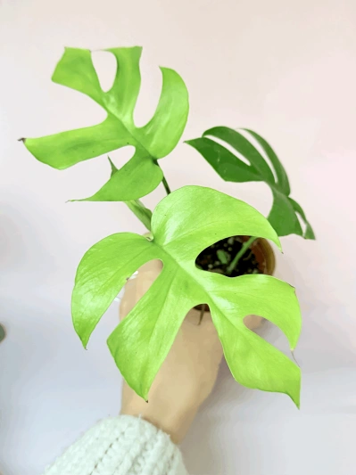 Rhaphidophora tetrasperma (babyplant) - Img 5