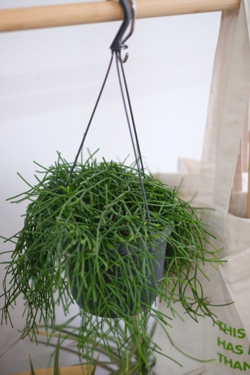 Rhipsalis baccifera Oasis - Img 4