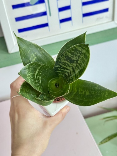 Sansevieria Hahnii Silver Star - Img 3