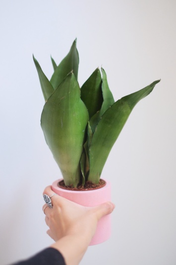 Sansevieria Moonshine - Img 1