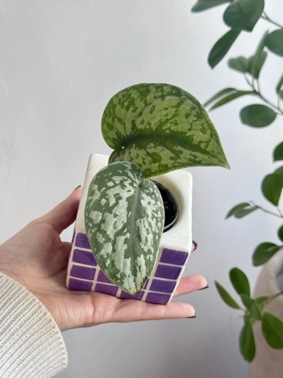 Scindapsus pictus Trebie (babyplant - Img 2
