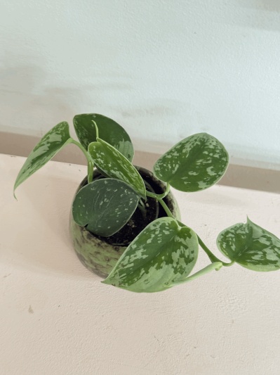 Scindapsus pictus Trebie (babyplant) - Img 6