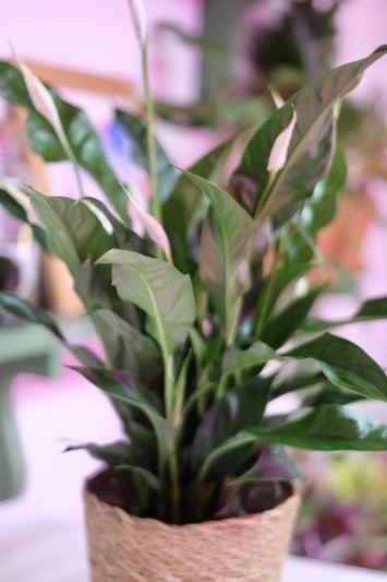 Spathiphyllum Sweet Curiosa - Img 5