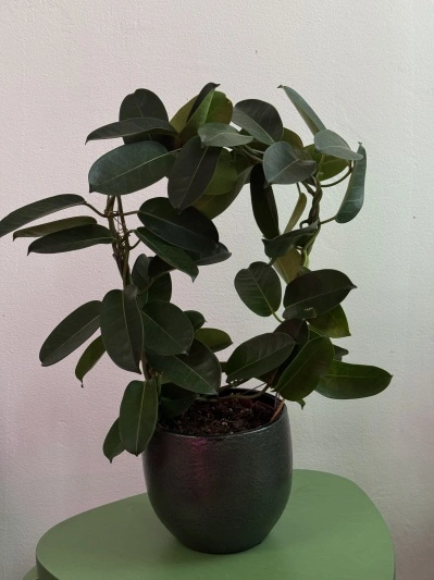 Stephanotis floribunda syn. S. jasminoides (Iasomie de Madagascar)