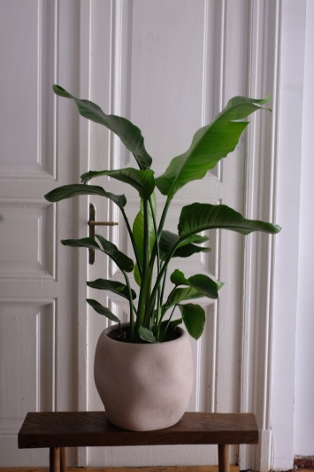 Strelitzia Nicolai - Img 5