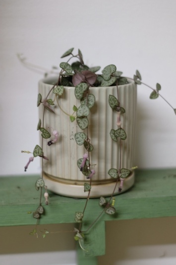 String of hearts (Ceropegia Woodii)