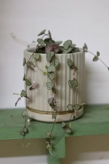 String of hearts (Ceropegia Woodii)