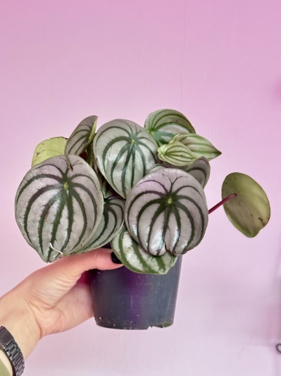 Watermelon Peperomia (Peperomia Argyreia) - Img 5