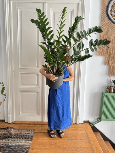 Zamioculcas Zamiifolia - Img 4