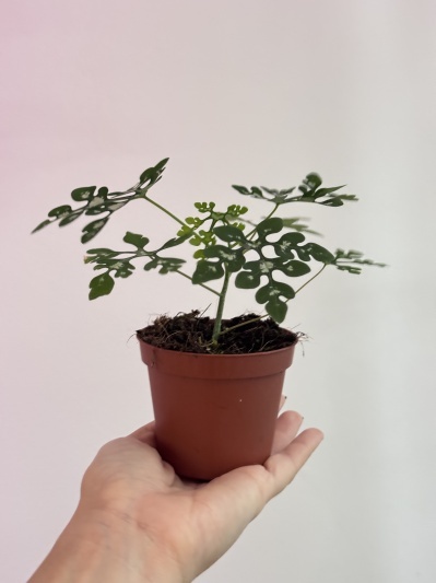 Adenia perrieri - Img 2