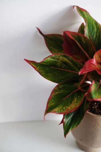 Aglaonema Crete - Img 4