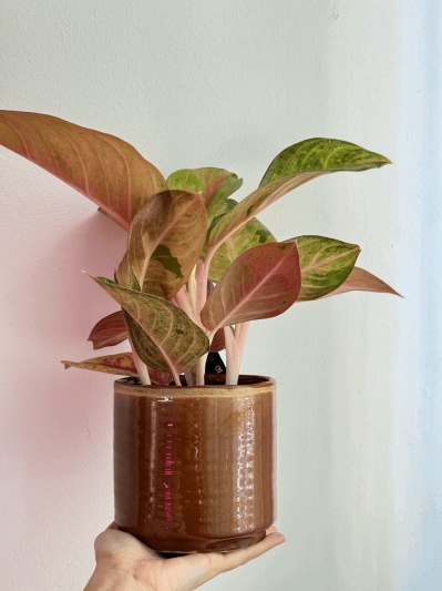 Aglaonema Guava Pink - Img 3