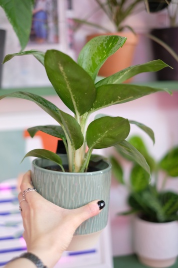 Aglaonema Lemon Mint - Img 6