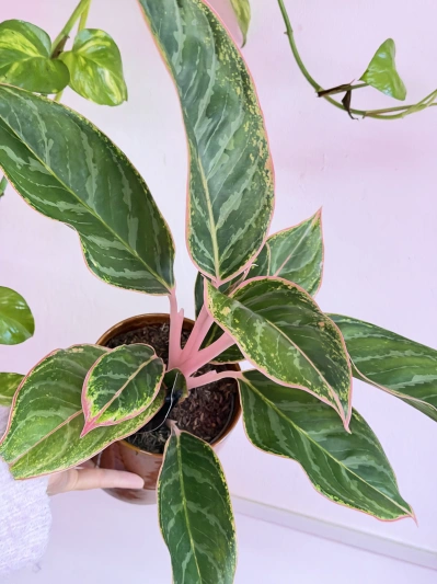 Aglaonema Light Pink Star - Img 3