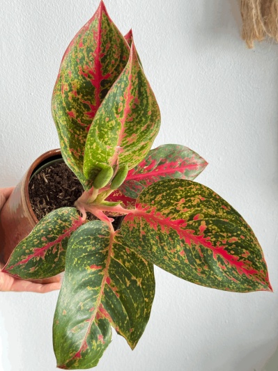 Aglaonema Spotted Star - Img 2