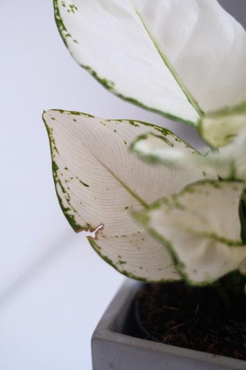 Aglaonema White Joy - Img 6