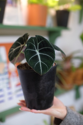Alocasia Black Velvet - Img 3