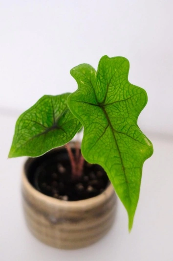 Alocasia Jacklyn (babyplant) - Img 5