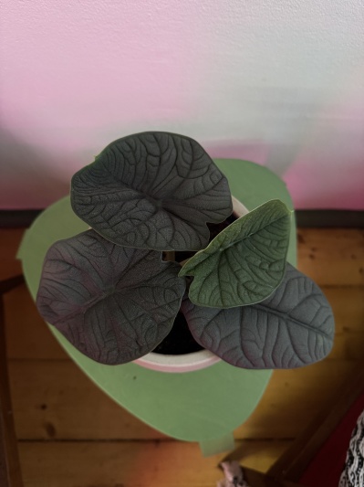 Alocasia Melo - Img 8