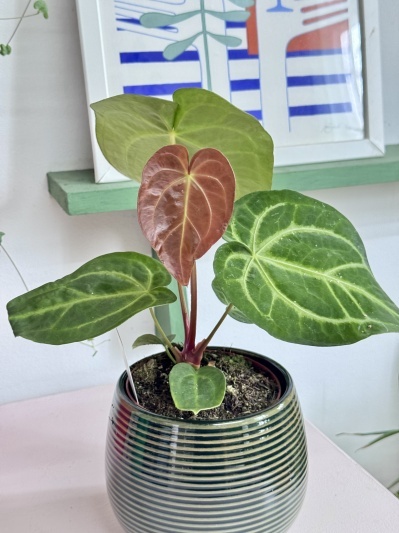 Anthurium Magnificum - Img 2