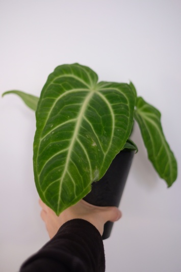 Anthurium Villenaorum - Img 4