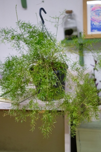 Asparagus Sprengeri - Img 3