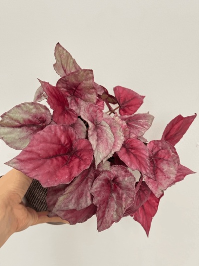 Begonia Rex Indian Summer - Img 3